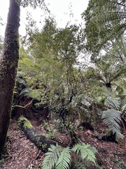 Atherosperma moschatum