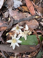 Atherosperma moschatum