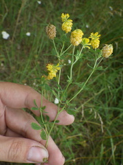 Trifolium aureum