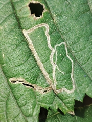 Stigmella ulmivora