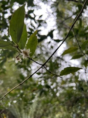 Atherosperma moschatum
