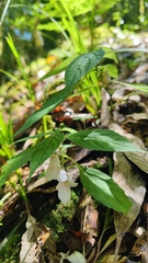 Balsaminaceae