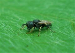 Oxybelus bipunctatus