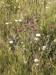 Oenanthe pimpinelloides