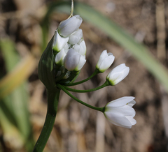 Allium neapolitanum