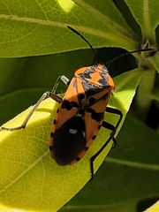 Spilostethus pandurus