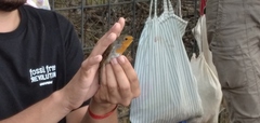 Erithacus rubecula