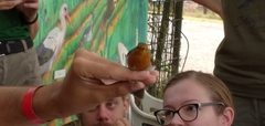 Erithacus rubecula