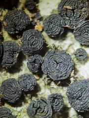 Umbilicaria cylindrica