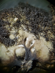 Umbilicaria cylindrica