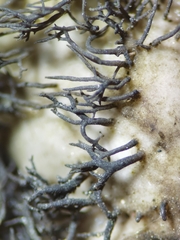 Umbilicaria cylindrica