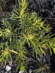 Leucadendron xanthoconus