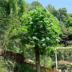 Paulownia tomentosa