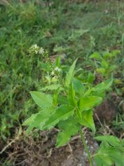 Croton bonplandianus