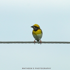 Ploceus philippinus