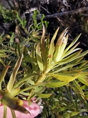 Leucadendron xanthoconus