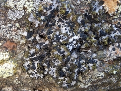 Umbilicaria cylindrica