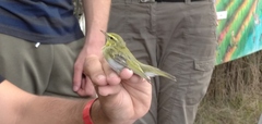 Phylloscopus sibilatrix