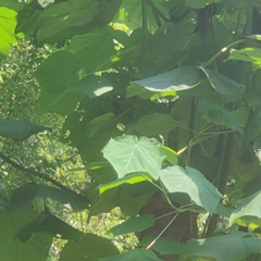 Paulownia tomentosa