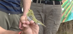 Phylloscopus sibilatrix
