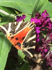 Euplagia quadripunctaria