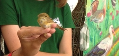 Acrocephalus palustris