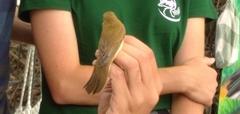 Acrocephalus palustris