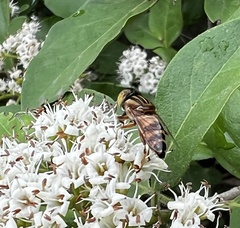 Eristalinus arvorum