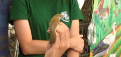 Acrocephalus palustris