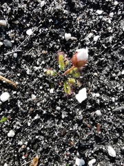 Drosera zeyheri