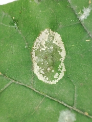 Phyllonorycter joannisi