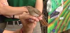 Luscinia luscinia