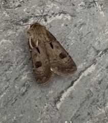 Agrotis exclamationis