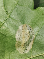 Phyllonorycter joannisi