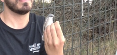 Curruca curruca