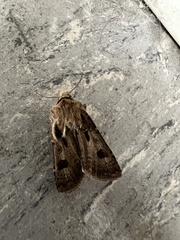 Agrotis exclamationis