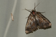 Mormo maura