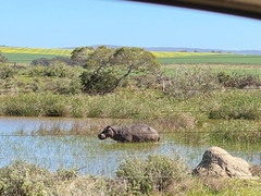 Hippopotamus amphibius