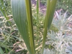 Bromopsis