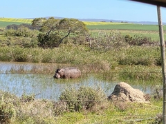 Hippopotamus amphibius