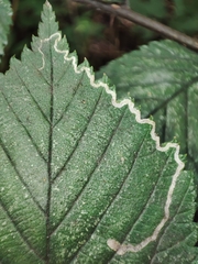 Stigmella