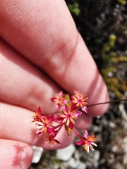 Struthiola tomentosa