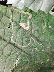 Stigmella