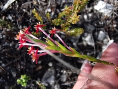Struthiola tomentosa