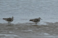 Calidris tenuirostris