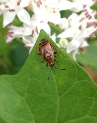 Deraeocoris ruber