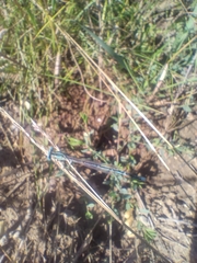 Platycnemis pennipes