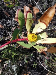 Leucadendron gandogeri