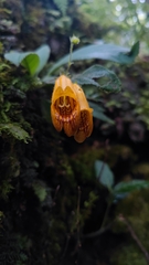 Gesneriaceae
