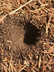 Myrmeleon formicarius